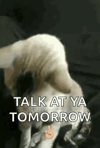 a picture of a cat with the words talk at ya tomorrow on it