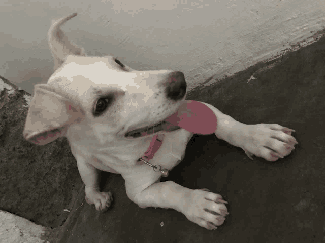 a small white dog with a pink collar is laying on the ground