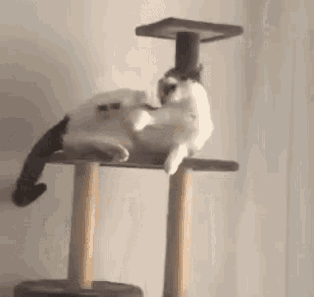 Cat Play With Her Feet Gata GIF - Cat Play With Her Feet Gata γατα GIFs