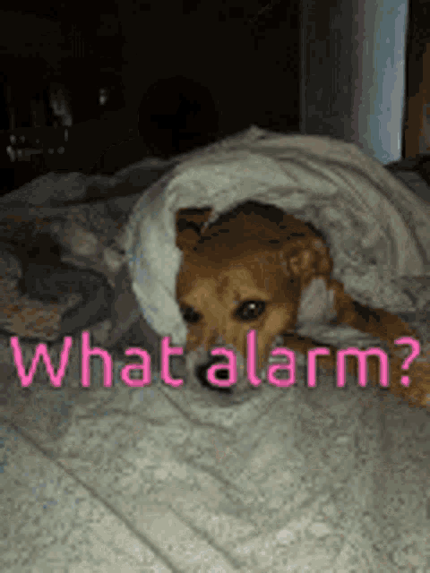 a small brown dog is wrapped in a white blanket on a bed ..