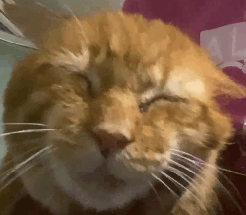 Funny Cat Lol GIF - Funny Cat Lol GIFs