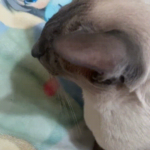 a close up of a cat 's ear on a bed with a blanket in the background .