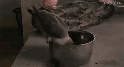 a couple of birds are standing next to each other on a table eating food .