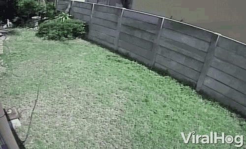 Run Away Chased By Dog GIF - Run Away Chased By Dog Guard Dog GIFs