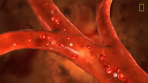 Red Blood Cells National Geographic GIF