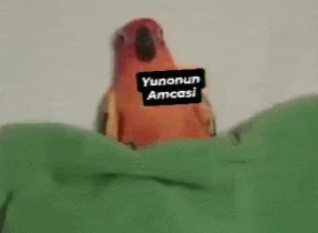 a parrot with a sticker on its head that says yunonun amcasi .