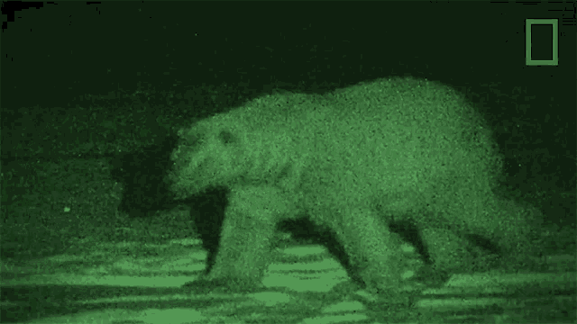 Polar Bear Spotted United States Of Animals GIF - Polar Bear Spotted United States Of Animals Polar Bear GIFs