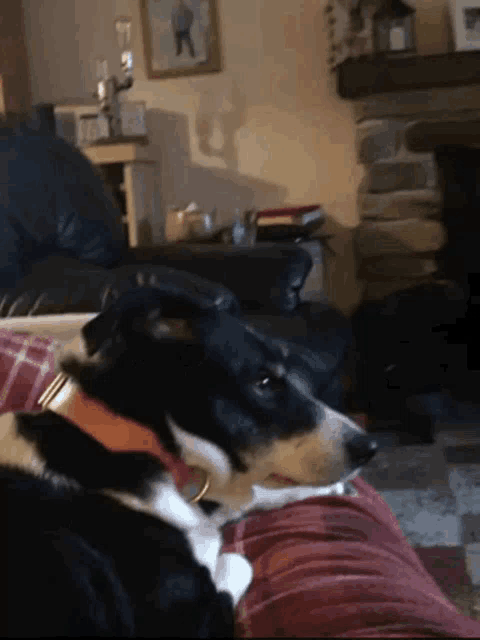 a black and white dog is laying on a person 's lap in a living room