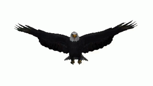 Eagle Soar GIF