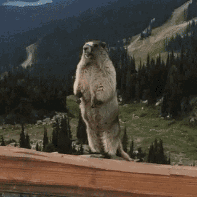 Screaming Marmot GIF - Screaming Scream Marmot GIFs
