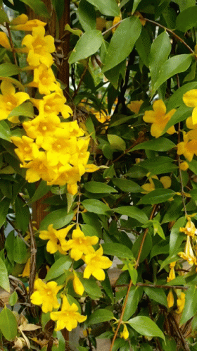 Flores Amarillas GIF - Flores Amarillas GIFs