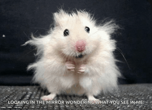 a picture of a hamster with a caption that says looking in the mirror wondering what you see in me