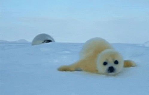Baby Seal GIF - Baby Seal Snow GIFs