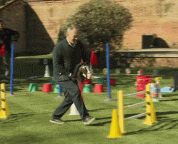 a man walking a dog in a field with cones