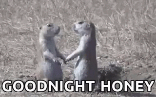 Good Night Squirrel GIF - Good Night Squirrel Kiss GIFs