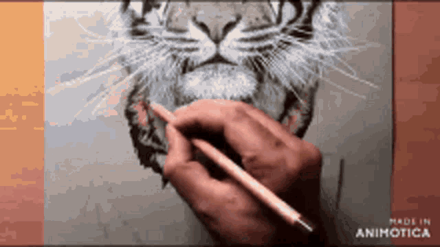 a person is drawing a tiger with a pencil on a piece of paper