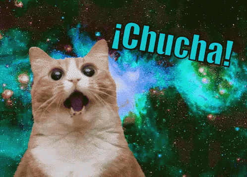 Este Gato No Lo Cree GIF - Chucha Impresion Impresionado GIFs