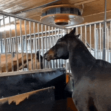 a horse standing in a fenced in area with a fan above it