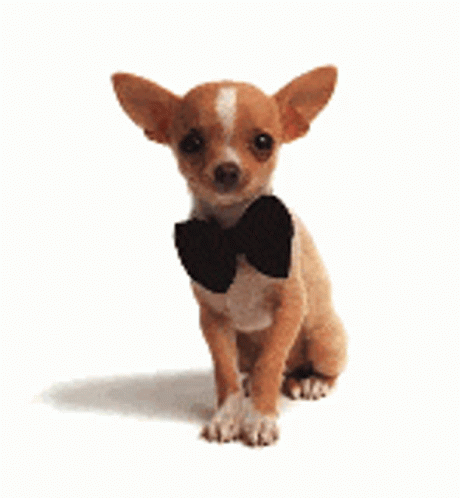Chihuahua Love GIF - Chihuahua Love GIFs