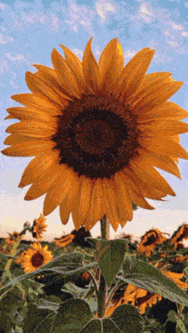 a sunflower stands tall in a field of sunflowers
