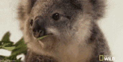 a koala bear is eating a leaf from a tree .