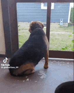 a dog is standing in front of a door looking out the window .