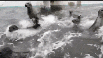 a group of seals are swimming in a pool .