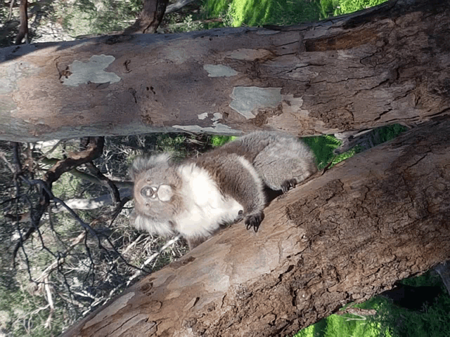 a squirrel is sitting on a tree branch with a large eye