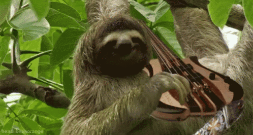 a sloth is playing a violin while hanging from a tree .