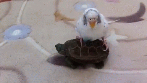 Giddy Up! GIF - Funny Animals Cute Animals Animal Friends GIFs