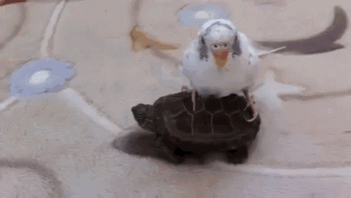 a bird sitting on top of a turtle on a table