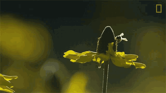 a bee is sitting on a yellow flower with a national geographic logo in the background