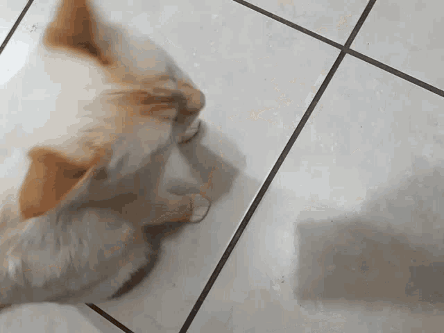 Carinho Cat GIF - Carinho Cat Dog GIFs