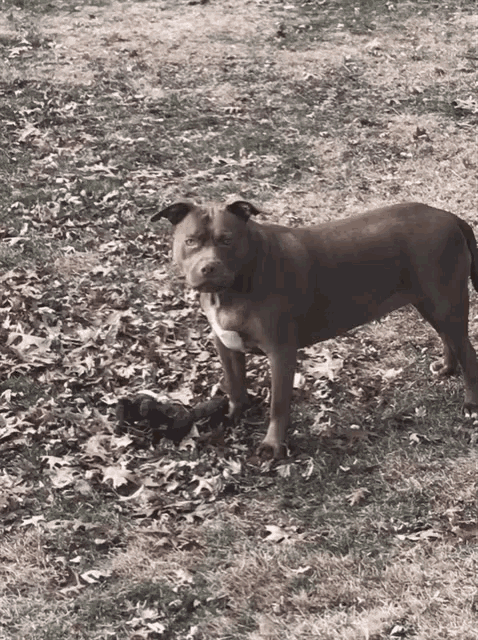 a brown dog standing in a field with leaves
