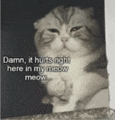 a black and white photo of a cat with a caption that says `` damn it hurts right here in my meow meow ''