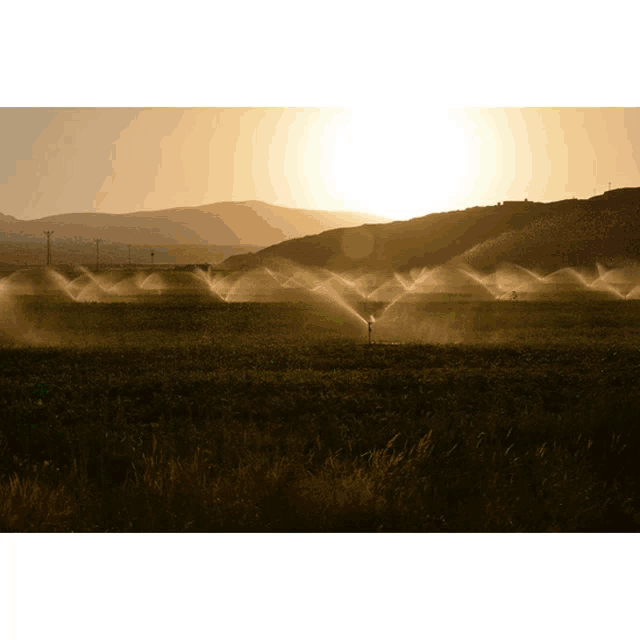a field of grass is being watered by a row of sprinklers