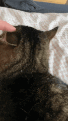 a person petting a cat on a bed
