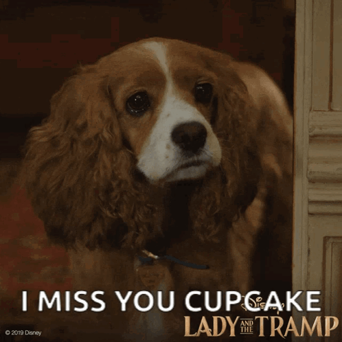 Dog Lady And The Tramp GIF - Dog Lady And The Tramp Disney GIFs