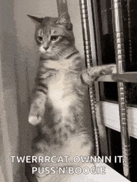 a cat is standing on its hind legs on top of a staircase .