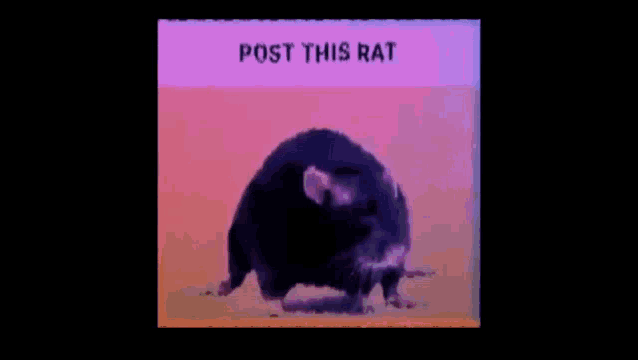 Dancing Rat GIF - Dancing Rat Fun GIFs