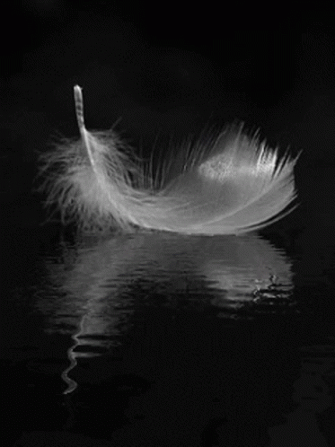 Plume Reflection GIF - Plume Reflection Water GIFs