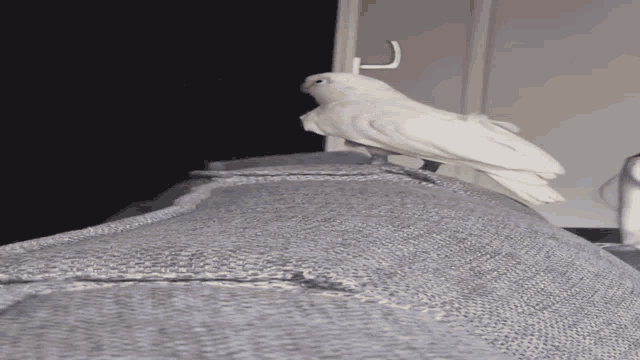 Cockatoo Parrot GIF - Cockatoo Parrot Bird GIFs