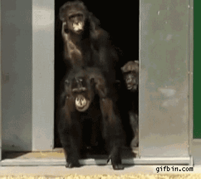 a group of monkeys are standing in a doorway looking out .