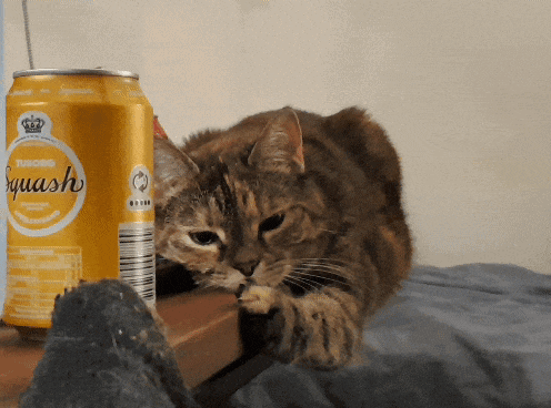 a cat is looking at a can of squash