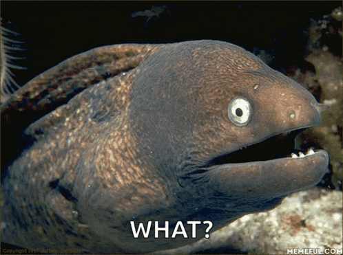 a picture of an eel with a caption that says " what "