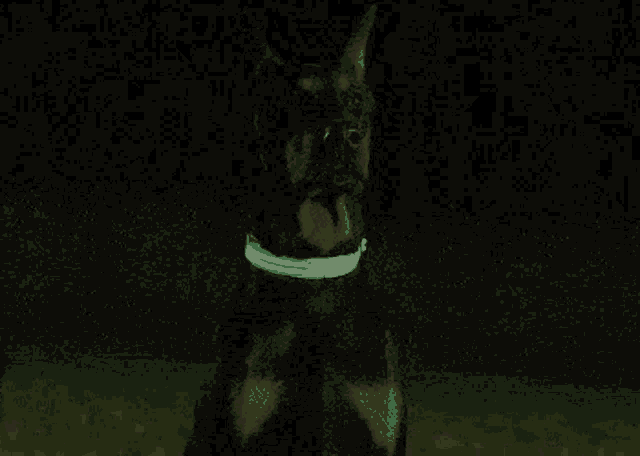 a dog wearing a glow in the dark collar looks at the camera