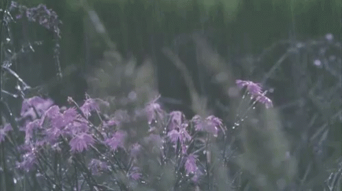 Rain Lilac GIF - Rain Lilac Meadow GIFs