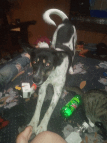 a bottle of mountain dew sits on a bed next to a dog