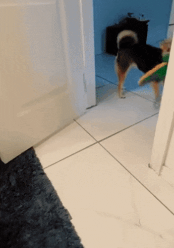 a dog standing on a tiled floor in a room