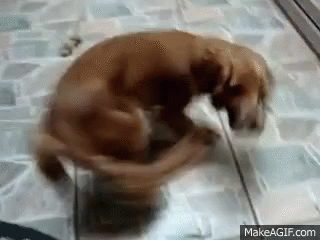 Pantim Dog In Circles GIF - Pantim Dog In Circles Happy Dog GIFs